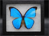 BLUE MORPHO BUTTERFLY IN DISPLAY