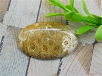 FOSSILIZED CORAL CABOCHON ROCK STONE LAPIDARY SPEC