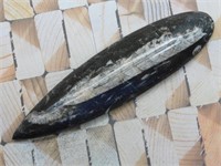 ORTHOCERAS ROCK STONE LAPIDARY SPECIMEN