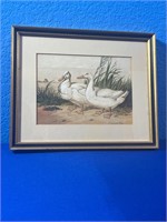 Two Ducks Lithograph by Harrison Weir