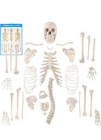 $180 Houseables Disarticulated Human Skeleton