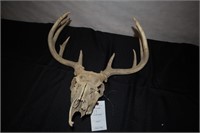 Full Deer Skull