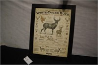 Whitetails Unlimited Buck Art