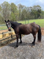 15 yr old Saddle Horse Gelding