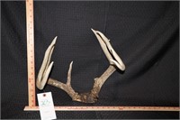 Whitetail Horns