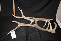 Stag Antlers with Velvet