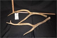 Stag Antlers with Velvet