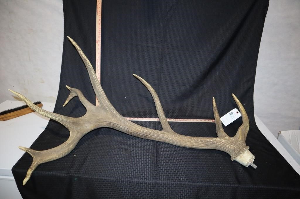 Elk Antlers (Composite--Replicas)