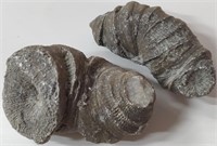 Unique Fossil