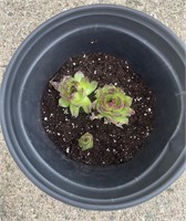 Plants 3-4 Hen & Chicks (very easy to maintain