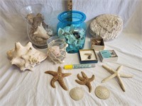 Shells, Star Fish, Sand Dollars & More