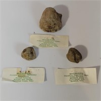 Prehistoric Brachiopoda Shell Fossils Lot of 3