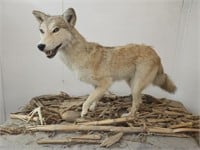 Full Mount Coyote From Anderson Indiana Taxidermy