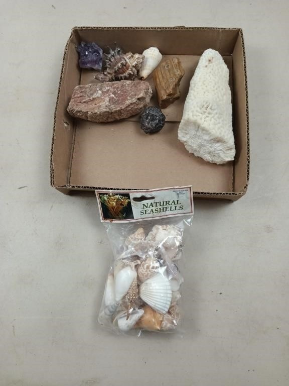 Assorted rocks and shells