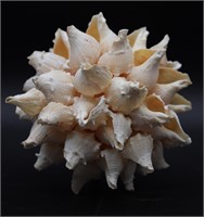 Conch Shell Cluster Art