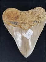 Stunning megalodon's tooth, well preserved 5.5" ta
