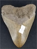 Large well preserved megalodon's tooth, 5" long x