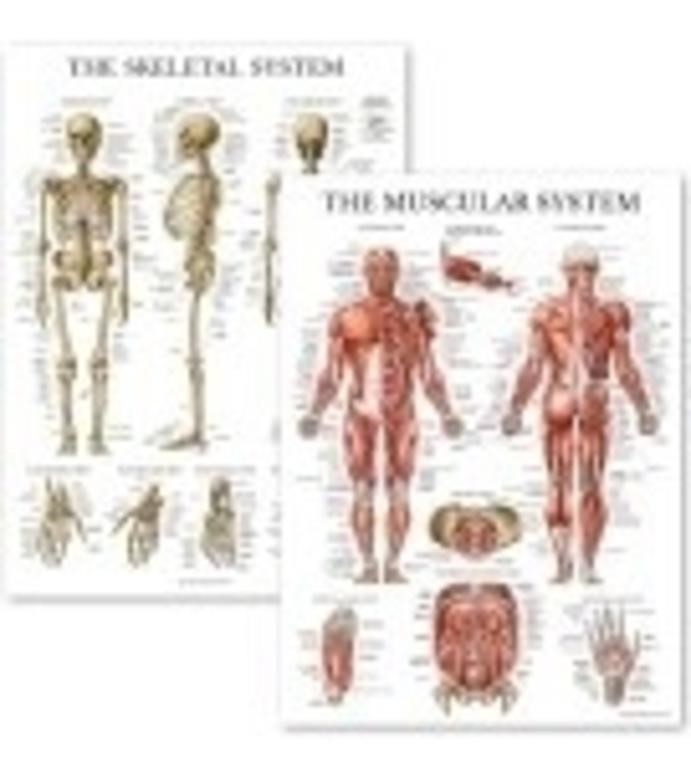 (Sealed/New)Human Learning Muscular 
System