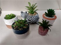 5 small succulent plants