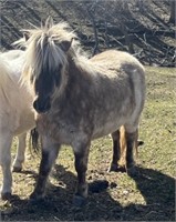 Filly-Miniature Horse- 2 years old