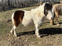 Filly-Miniature Horse-2 years old