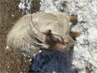 Buck-Nigerian Dwarf-Has frost bitten ears