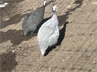 Unsexed-2 Guinea Fowl