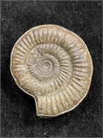 Amy Kahn Russell Ammonite & Sterling Silver