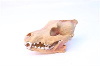 Wooden Crafted Skull ?