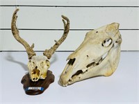Horse & Deer Skulls