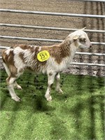 AR5S99-XX236 RED WHITE KAD EWE LAMB 22# P14