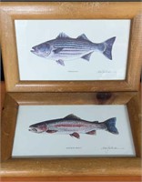 Small Rainbow Trout & Striped Bass Prints
