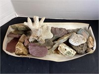 Fossilized Coral and Rocks