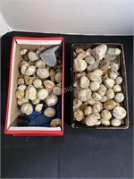 Fossils, Glass, Rocks, and Geodes
