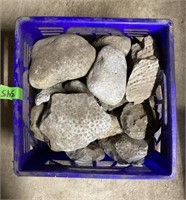 Crate of Large Fossils and Rock