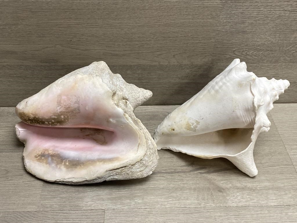 (2) Huge Conch Shells