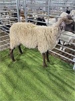 ARBY1662 BROWN SPOTTED RAM 92# P26