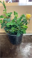 1 gallon Rose Sunrosa Yellow Delight