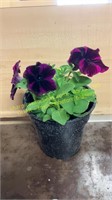 6" Petunia Crazytunia Cosmic Purple