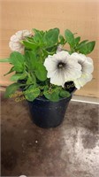 6" Petunia Crazytunia Black and White