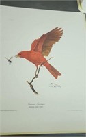 Summer Tanager print by Ray Harm approx 16 x 20