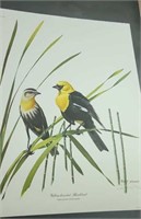 Yellow headed blackbird print by Ray Harm signed