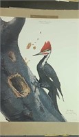 Pileated woodpecker print by Ray Harm
