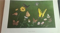 American Butterflies print approx 20 x 16 inches