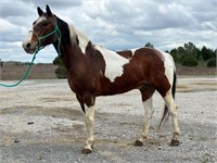 Bay Roan and White Paint Gelding