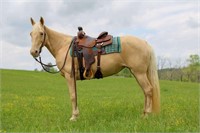 Baby Doll Champagne Gaited Mare