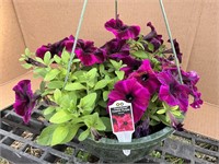 11" Hanging Basket Petunia Cosmic Purple