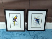 Art Direct Lizars Framed Parrot Prints