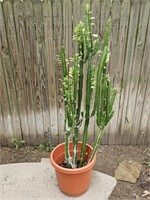 Over 4Ft. African Milk Tree Potted Live Plant