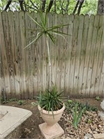 6 Ft. Palm Live Plant in Footed Planter